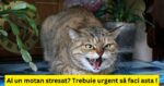 Dar tu știai asta ? Din ce cauză pisica ta este stresată: 12 motive la care nici nu te gândeai !