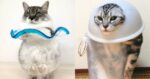 15 dovezi clare că pisicile sunt „lichide pufoase” și pot lua forma oricărui vas!