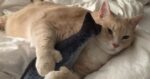 Un cuplu a decis să adopte o pisică mai plinuță de la un adăpost de animale și să o readucă la greutatea normală