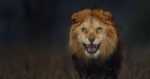 Fotograful și-a riscat viața pentru a fotografia acest leu feroce în sălbăticie: află istoria din spatele acestei poze !