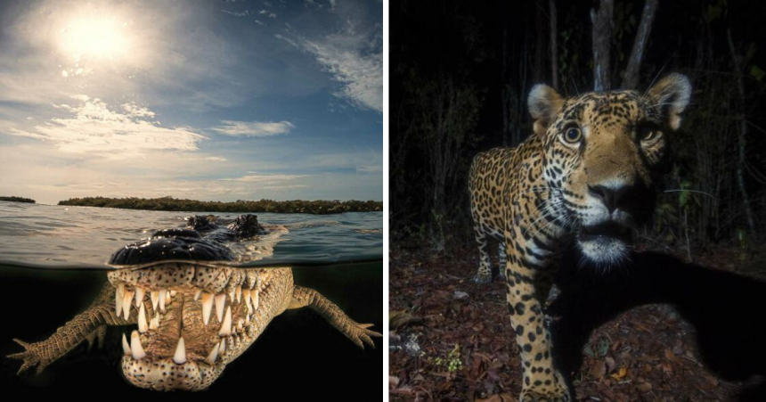 TOP 16 cele mai spectaculoase fotografii cu animale sălbatice: câștigătorii premiilor inFocus 2022