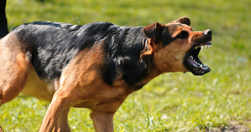 Ce să faci atunci când întâlnești un câine vagabond: cum să te protejezi dacă ești atacat ?