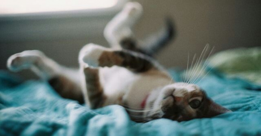 A dormi cu câinii și pisicile în același pat este foarte benefic: cele mai recente descoperiri ale oamenilor de știință