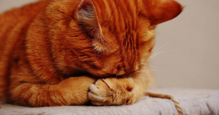 15 imagini care demonstrează că pisicile au un suflet foarte vulnerabil: ele nu pot să-și ascundă supărările