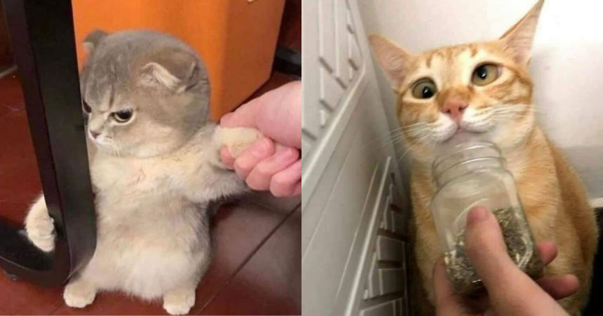 Pisicile nu încetează să ne uimească cu reacțiile lor: 15 imagini amuzante cu prietenii noștri pufoși