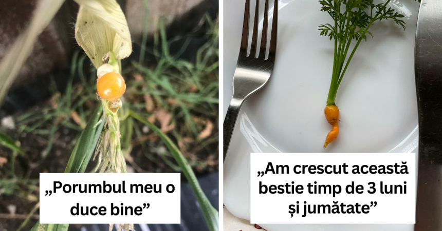 20 de postări amuzante de la oamenii care încearcă să-și cultive propria mâncare acasă: ceva nu a mers bine