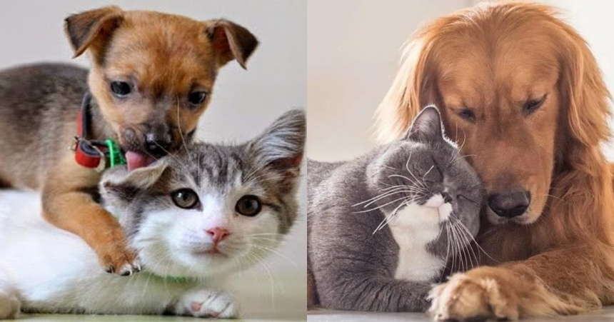 Câinii și pisicile pot fi prieteni: 12 imagini super drăguțe care dovedesc acest lucru