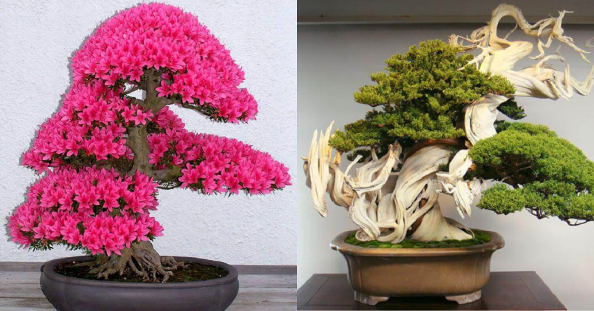 34 cei mai frumoși copaci bonsai din lume: îți vor tăia respirația cu frumusețea lor unică