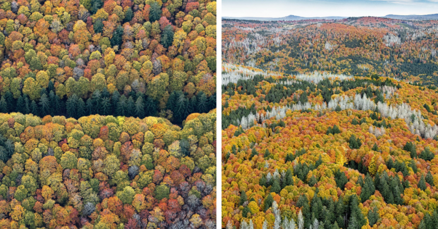 Pădurea Bavareză surprinsă de la înălțime de către fotograful Bernhard Lang: 10 imagini uluitoare