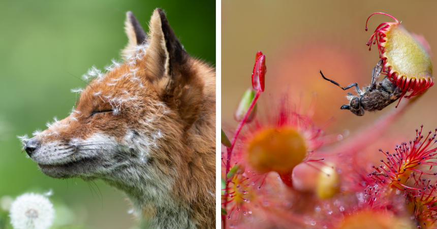 21 de imagini uimitoare: British Wildlife Photography Awards și-a anunțat câștigătorii pentru 2023