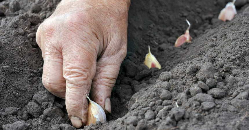 Plantarea usturoiului de iarnă: trucuri uimitoare și instrucțiuni care îți vor permite să te bucuri primul de roadă