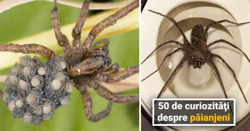 50 de curiozităţi despre păianjeni, cele mai înfricoşătoare fiinţe de pe Pământ