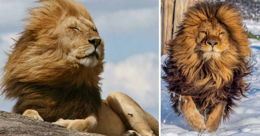 De ce au leii coamă? Motivul pentru care leii au impunătoarea coamă în jurul gâtului