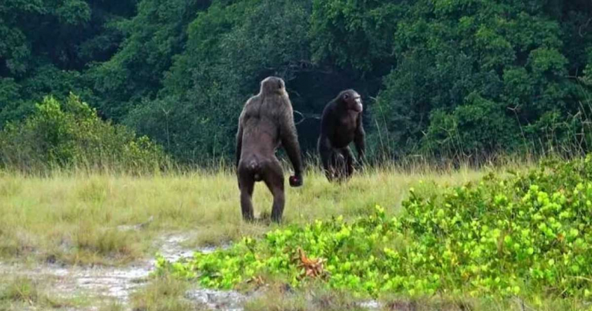 Cimpanzei care atacă gorile şi le ucid, au fost observaţi pentru prima dată