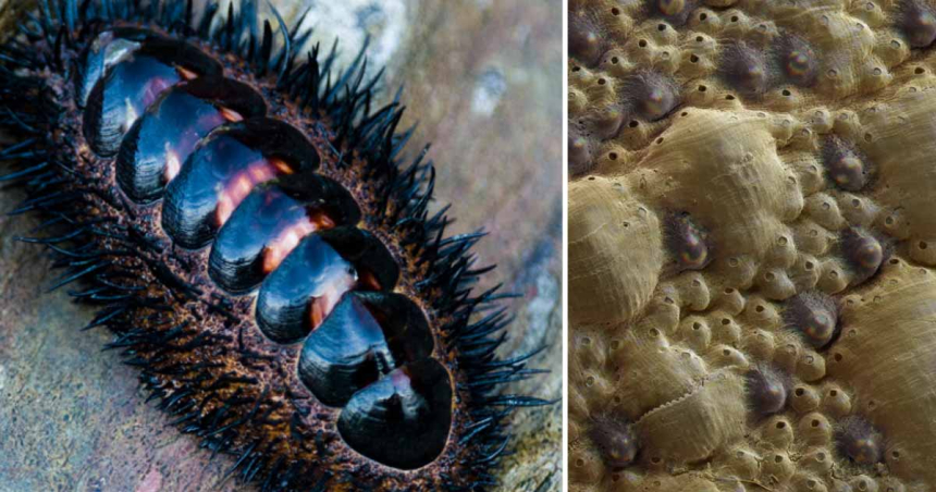 Cercetătorii au rezolvat misterul creaturii marine căreia i s-au dezvoltat ochi pe toată carapacea sa