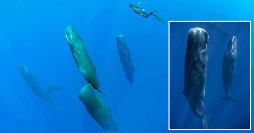 Cum dorm balenele şi delfinii fără să se înece dacă au nevoie de aer pentru a supravieţui