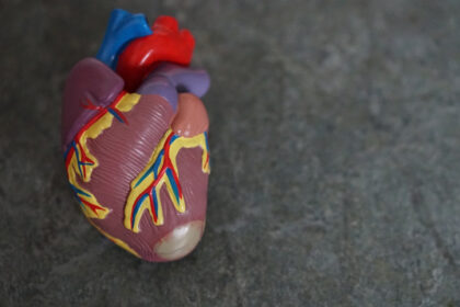 Ritmul cardiac ar putea prezice dacă ești sau predispus să devii un infractor