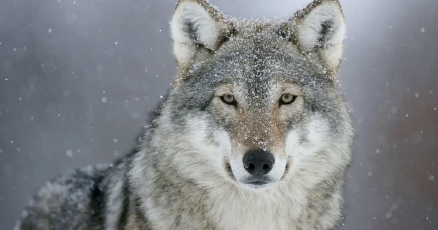 Primul lup cenuşiu văzut după 100 de ani, ucis de un vânător care „l-a confundat”