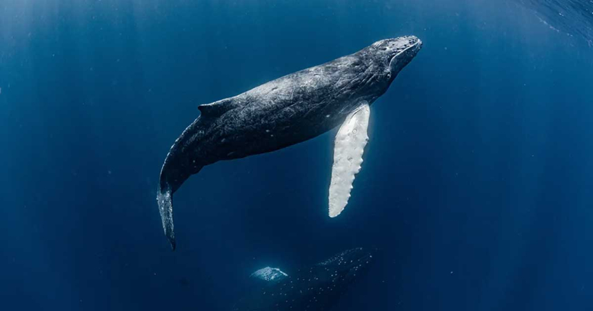 Oamenii de știință care caută viață extraterestră au realizat „primul contact” – cu o balenă