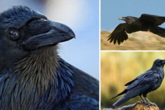 25 de curiozităţi despre corbi. Chiar sunt atât de inteligente aceste păsări?
