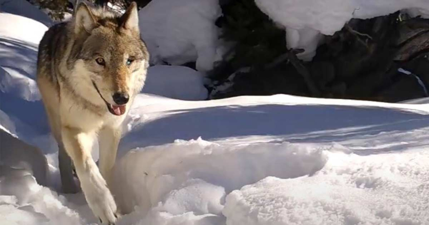 Lupoaica cu un singur ochi din Yellowstone sfidează toate șansele: are a zecea pereche de pui în 11 ani