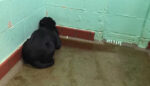 Labradorul, abandonat de proprietari, se ascundea îngrozit într-un colț.  Dar această fotografie i-a salvat viața.