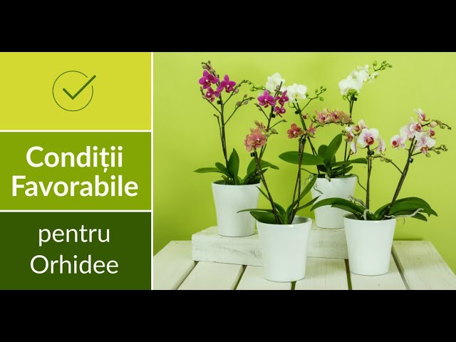 Condițiile favorabile pentru Orhidee   