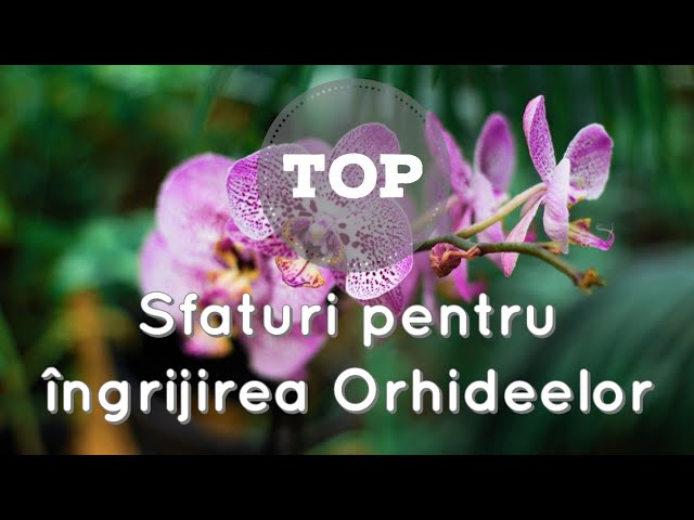 Sfaturi pentru îngrijirea Orhideelor   