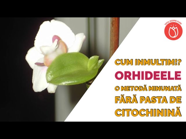 Cum inmultim orhideele, o metodă minunată (2 minute) -   